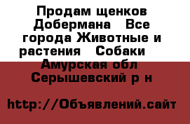 Продам щенков Добермана - Все города Животные и растения » Собаки   . Амурская обл.,Серышевский р-н